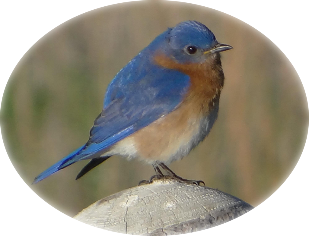Eastern bluebird on fence post.  Courtesy of Micky Louis.